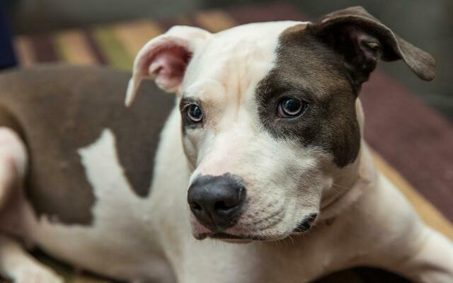 Американский стаффордширский терьер: все о собаке, характеристика и описание породы, фото