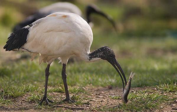 Каравайка-птица-Описание-особенности-виды-питание-и-образ-жизни-11