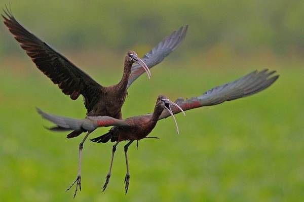 Каравайка-птица-Описание-особенности-виды-питание-и-образ-жизни-16