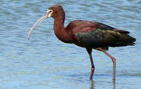 Каравайка-птица-Описание-особенности-виды-питание-и-образ-жизни-6