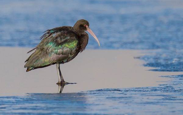 Каравайка-птица-Описание-особенности-виды-питание-и-образ-жизни-7