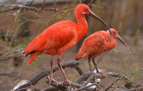 Каравайка-птица-Описание-особенности-виды-питание-и-образ-жизни-8