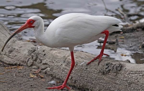 Каравайка-птица-Описание-особенности-виды-питание-и-образ-жизни-9