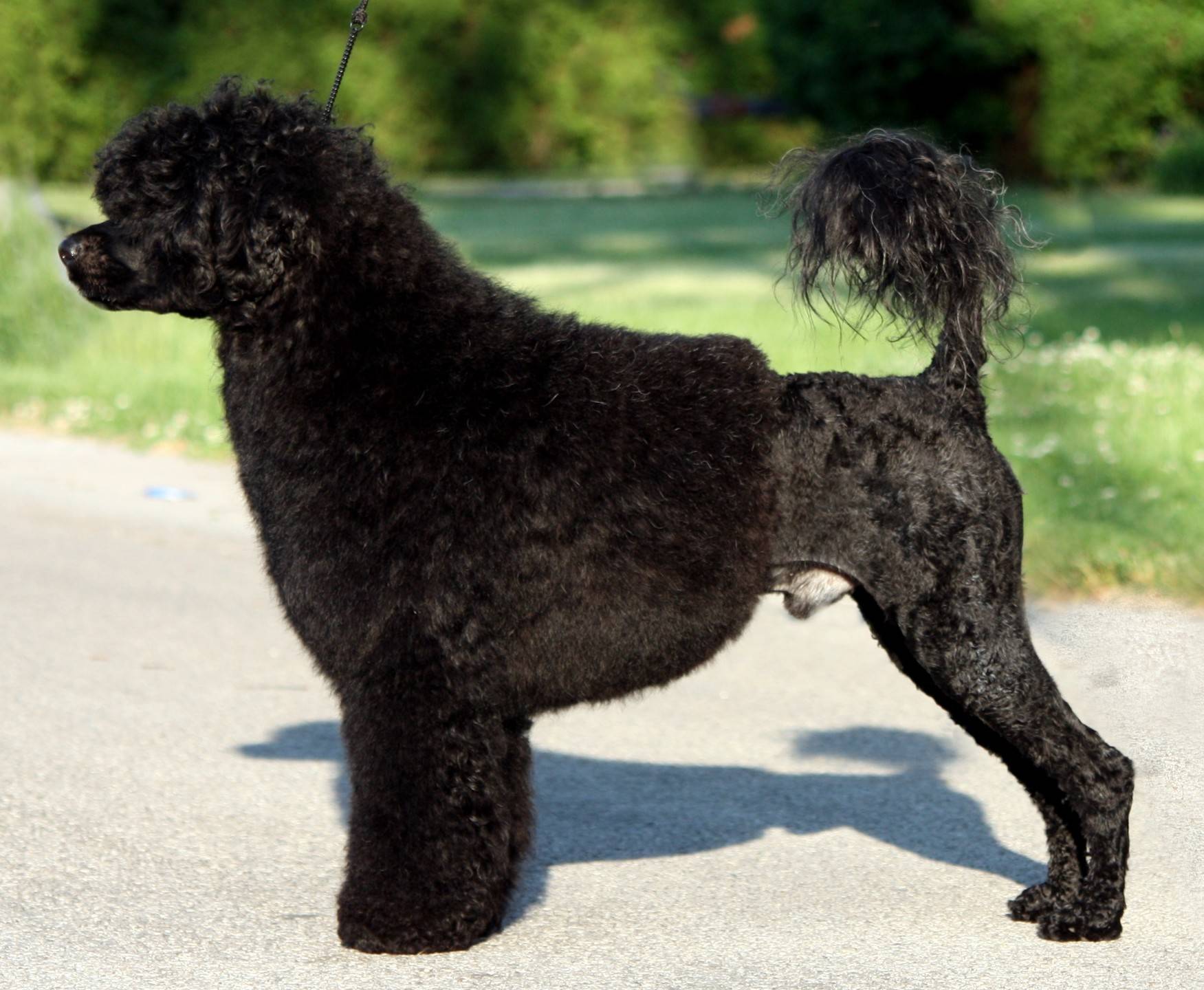 Португальская водяная собака — описание породы, нюансы ухода и воспитания собаки