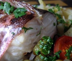 Конгрио: описание рыбы, особенности, виды, среда обитания