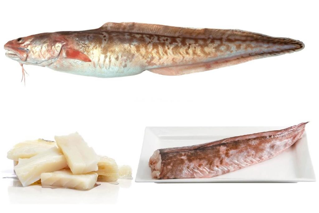 Тушка и филе рыбы конгрио