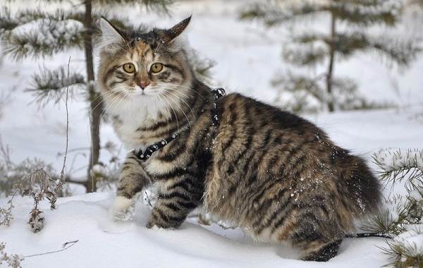 Курильский бобтейл-порода кошек-описание-характер-уход-содержание-5