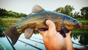 Ловля крупного линя