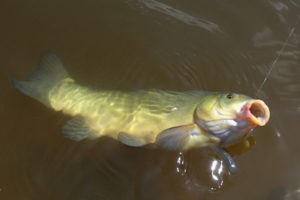 Линь на поплавок