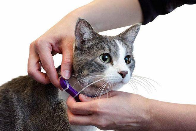 Лучшие ошейники от блох Лучшее ожерелье от блох