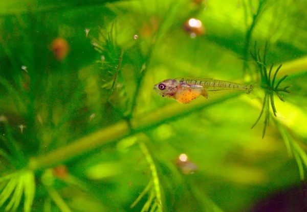 мальки тернеции