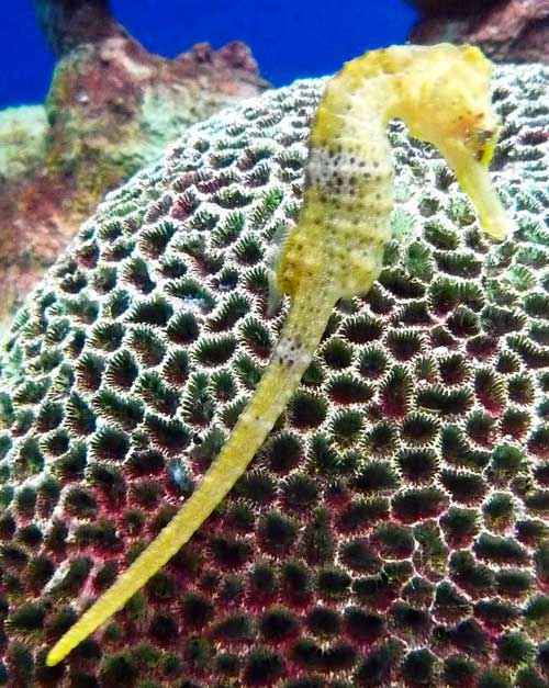 Рыбы Черного моря - названия видов и описание