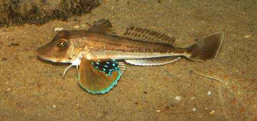 Рыбы Черного моря - названия видов и описание