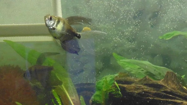 нерест тернеции