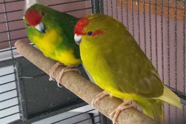 Какарики попугаи: содержание и разведение новозеландских попугаев