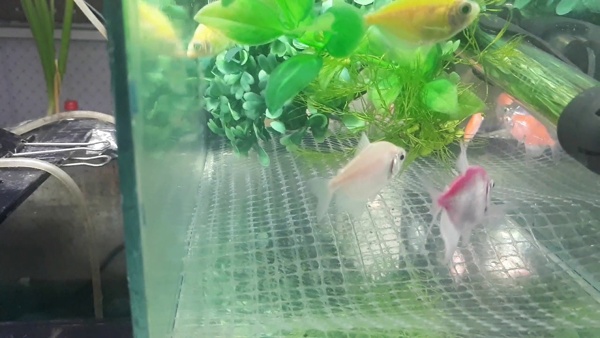 подготовка к нересту