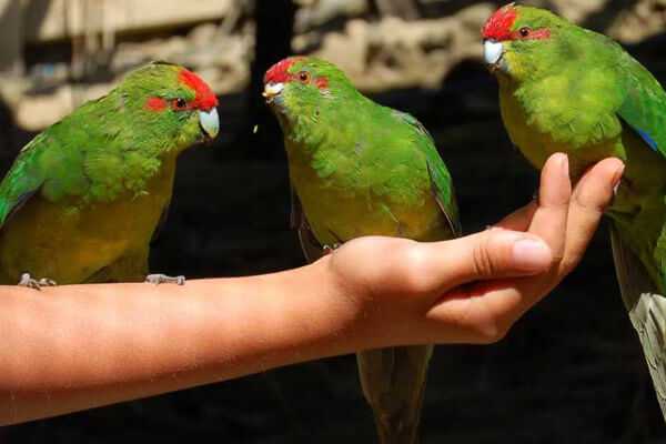 Какарики попугаи: содержание и разведение новозеландских попугаев