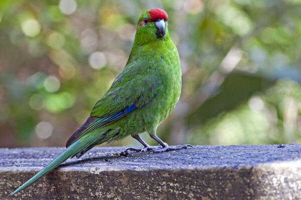 Какарики попугаи: содержание и разведение новозеландских попугаев