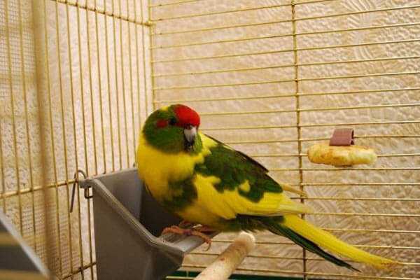 Какарики попугаи: содержание и разведение новозеландских попугаев