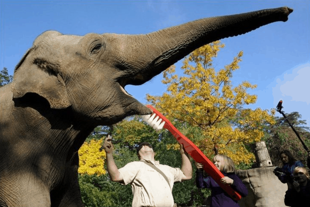 Интересные факты о слонах