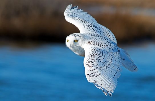 Враги в природе рипа Враги белой куропатки