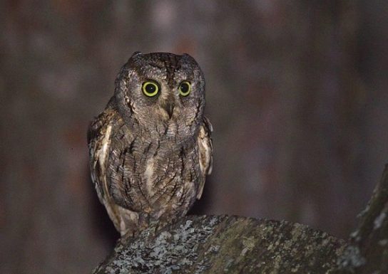 картинка сова