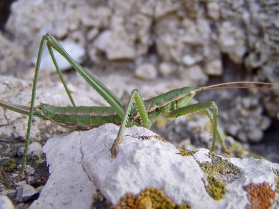 Степная дыбка: распространение, местообитание, численность