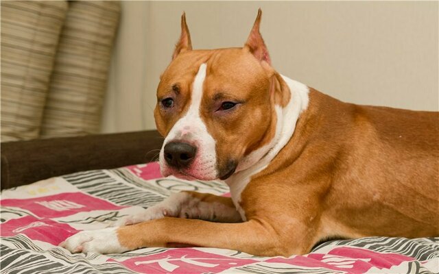 Американский стаффордширский терьер: все о собаке, характеристика и описание породы, фото