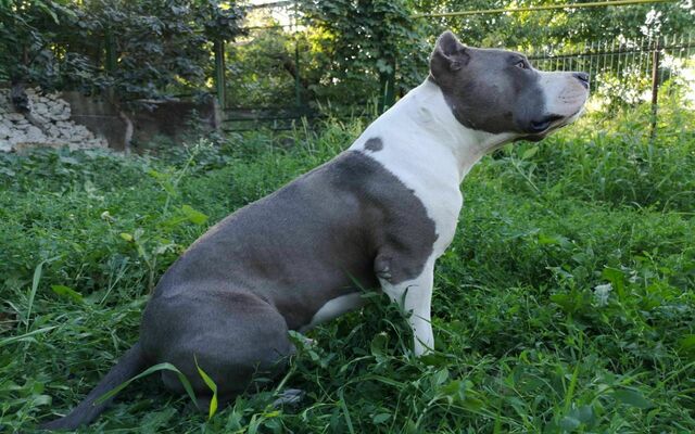 Американский стаффордширский терьер: все о собаке, характеристика и описание породы, фото