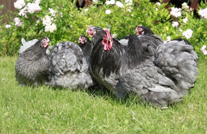 Куры кохинхины — разведение и уход