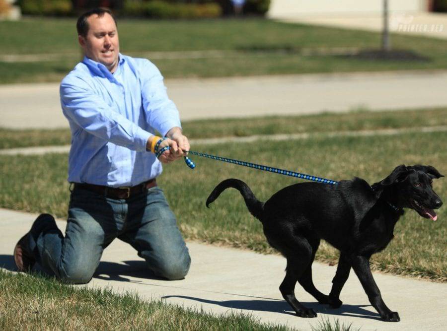 Как самостоятельно и быстро научить собаку не тянуть поводок на прогулке