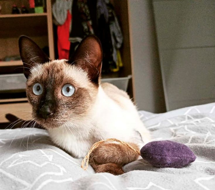 Тайская кошка: описание породы, правила ухода, характер, кормление