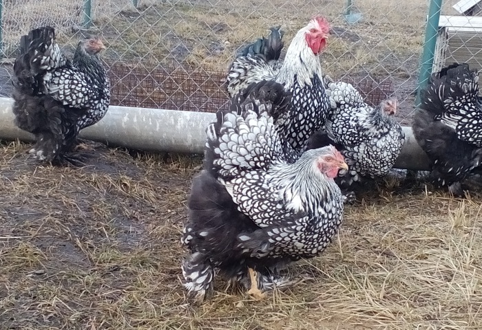 Куры кохинхины — разведение и уход