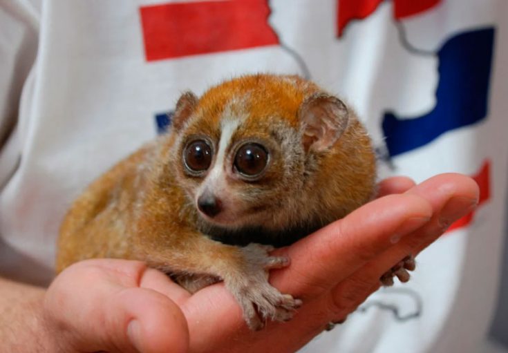 Лемур Лори: описание животного, особенности, виды, среда обитания