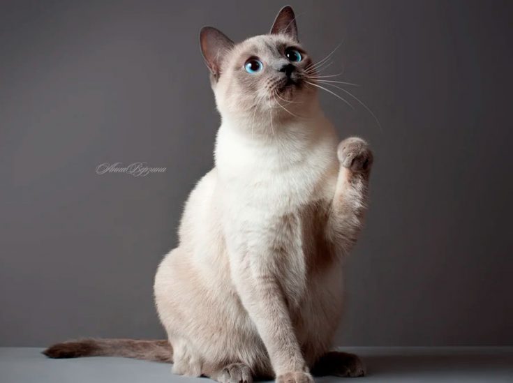 Тайская кошка: описание породы, характер и повадки, правильный уход, фото, выбор котенка