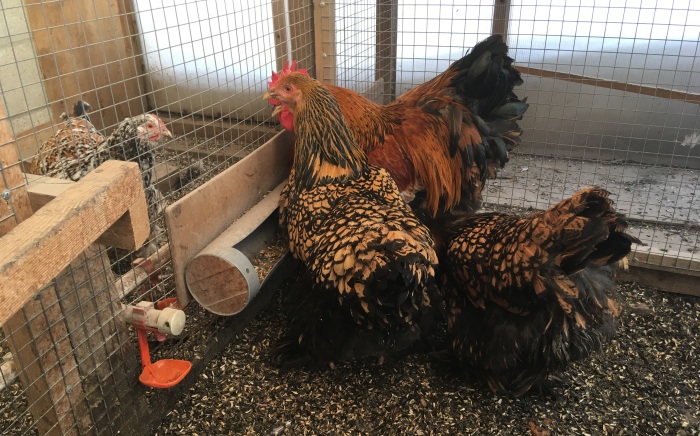 Куры кохинхины — разведение и уход