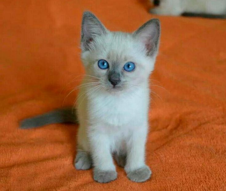 Тайская кошка: описание породы, правила ухода, характер, кормление