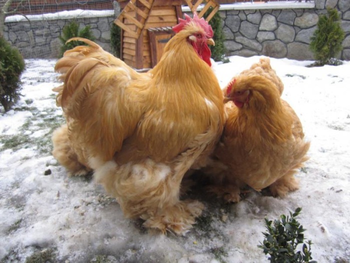Куры кохинхины — разведение и уход