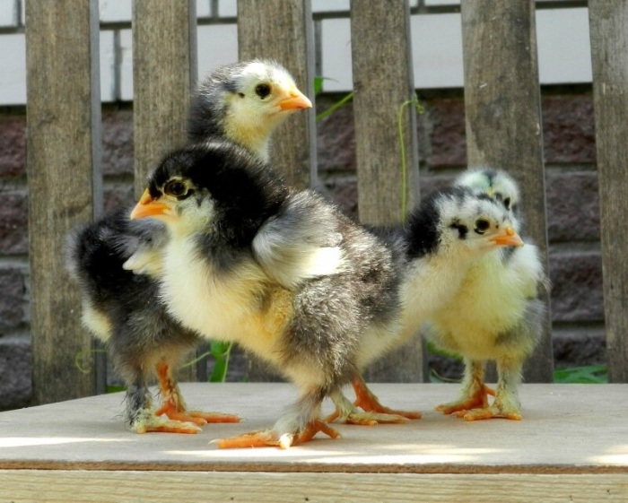 Куры кохинхины — разведение и уход