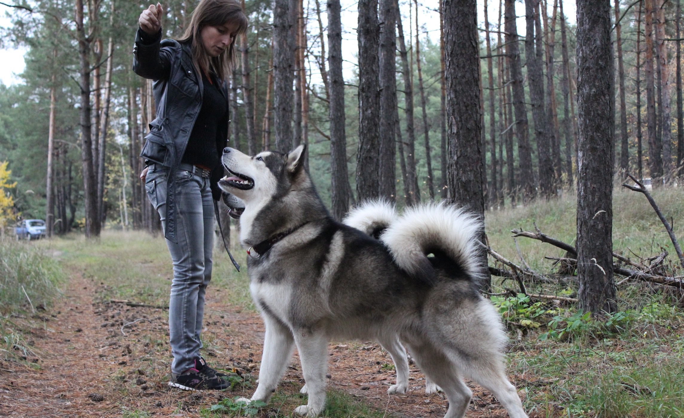 Дрессура Дрессура