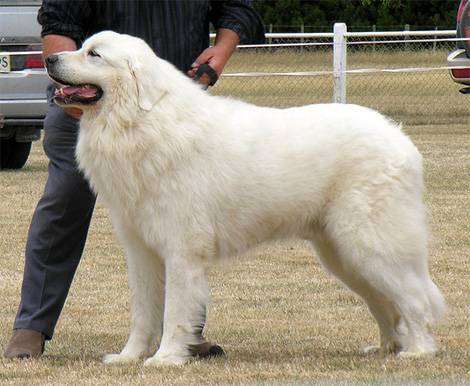 Большие белые собаки: пушистые, популярные, редкие, лохматые, названия, описание