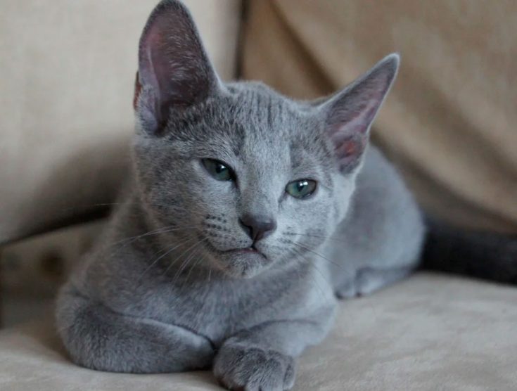 Русская голубая кошка: описание породы и характера