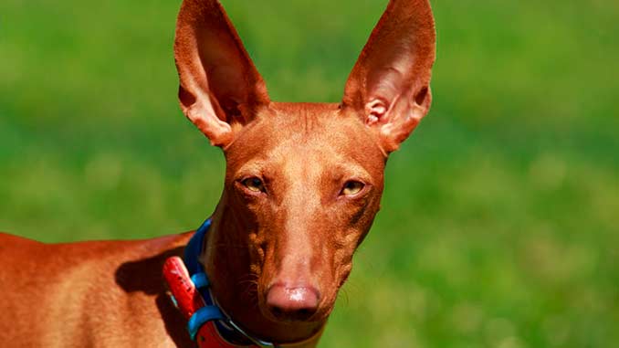 Фараонова собака крупным планом фото