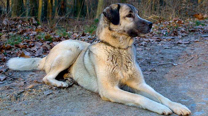 Кангальская овчарка фото