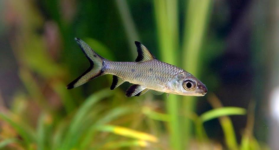 Акулий балу