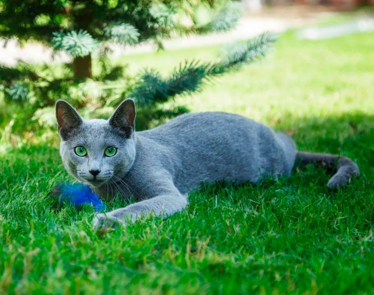 Русская голубая кошка: описание породы и характера