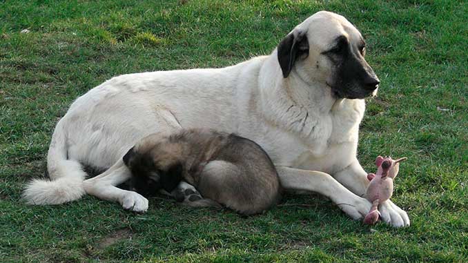 кангал фото со щенком