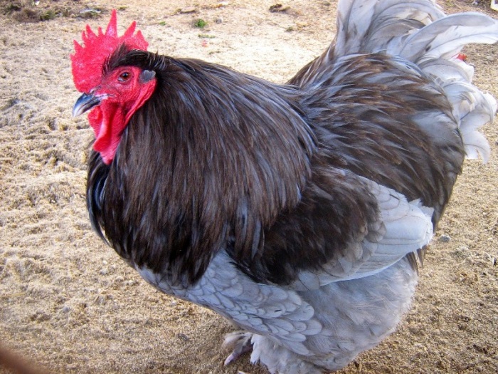 Куры кохинхины — разведение и уход