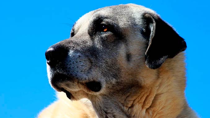 фотография Кангала крупным планом