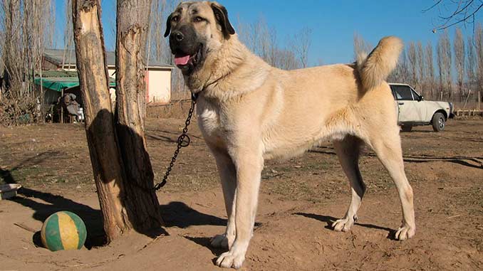 фото кангальской овчарки